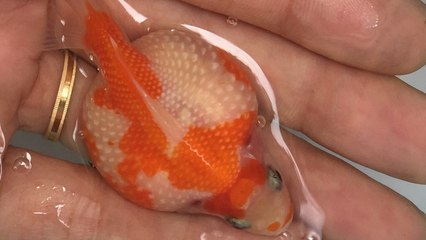 Cá Ping Pong ‘siêu béo’ thu hút người chơi ở Sài Gòn