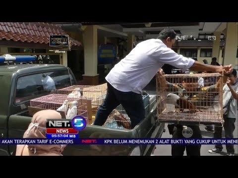 7 Burung Kakaktua Dan Burung Elang Diamankan Petugas NET5