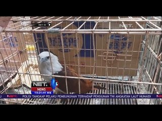 Petugas Amankan 7 Satwa Unggas yang Dilindungi