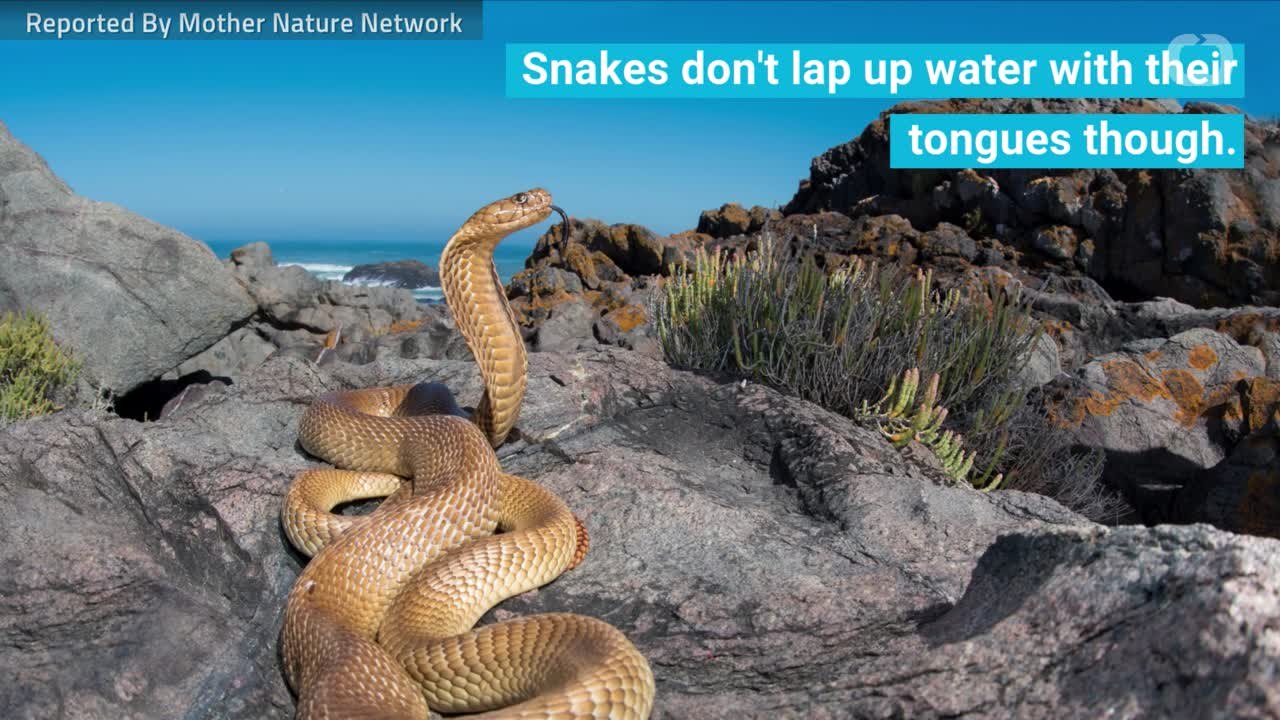 Do Snakes Need To Drink Water?
