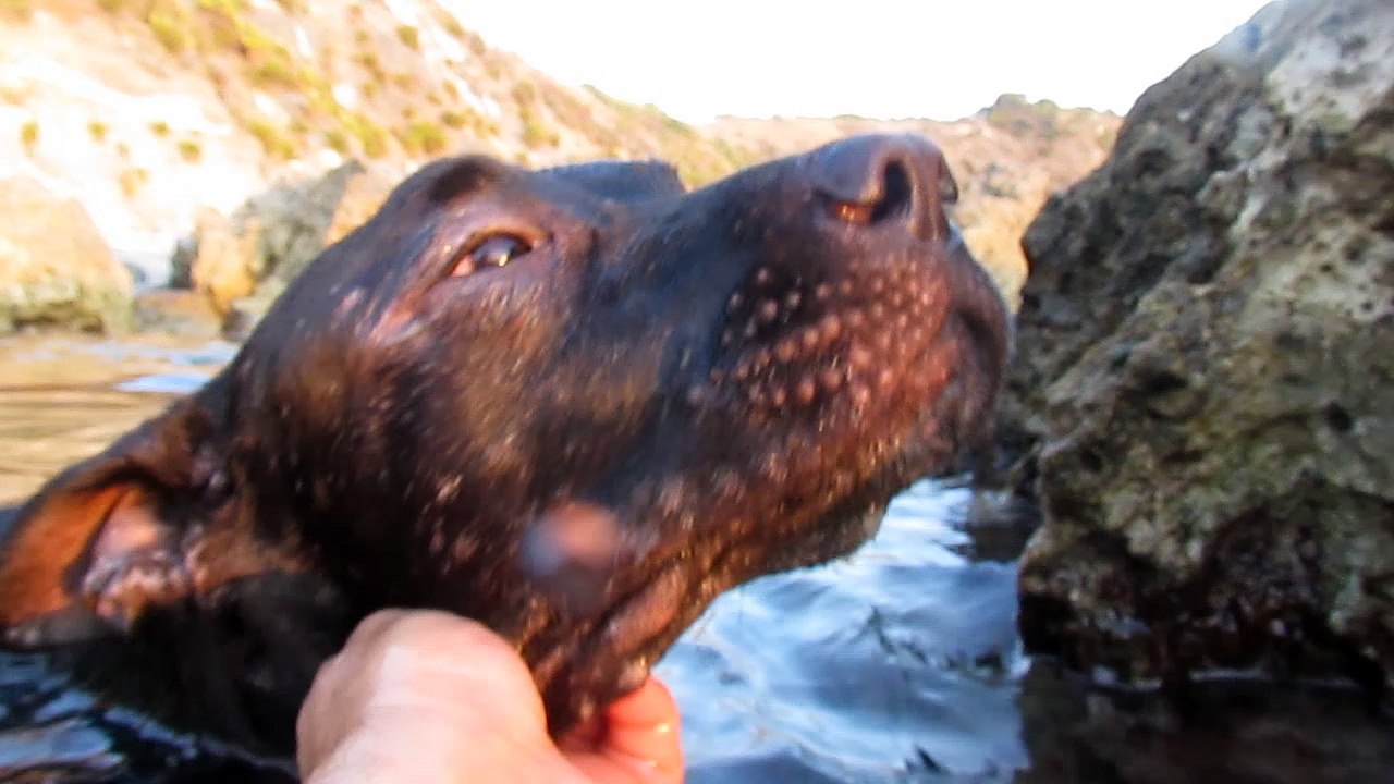 Mallamore in acqua