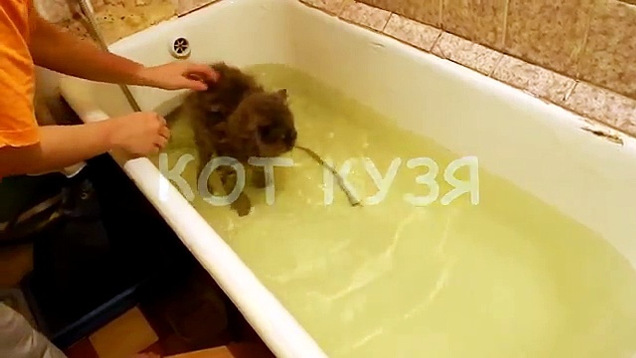 как помыть кота психа / как помыть агрессивного кота / моем кота шампунем