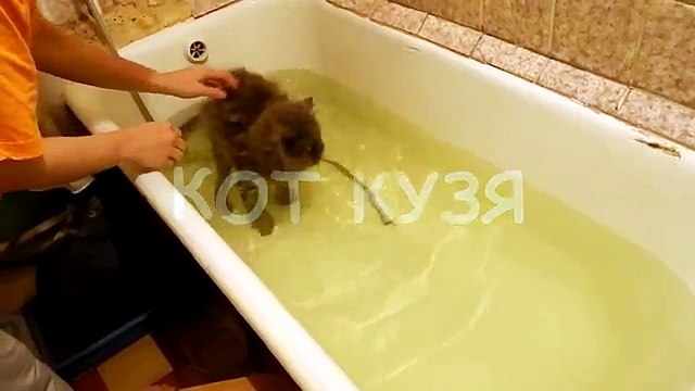 как помыть кота психа / как помыть агрессивного кота / моем кота шампунем