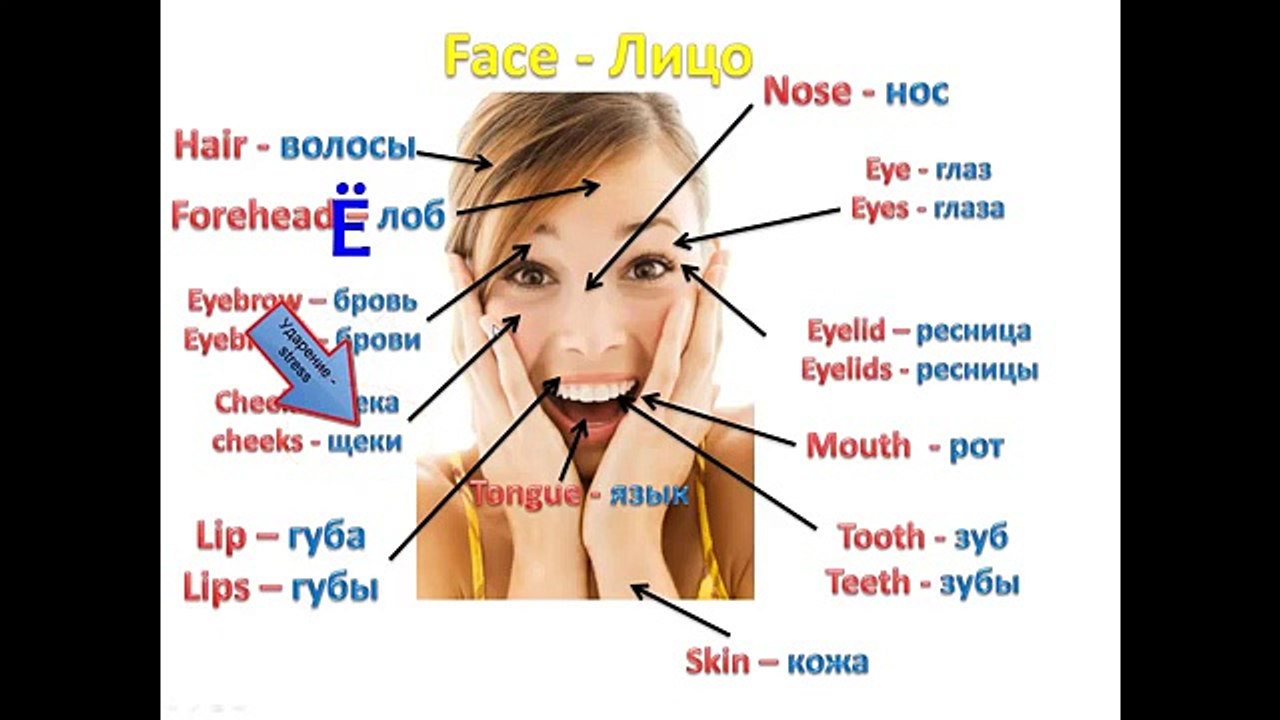 Russian lesson - Parts of the body