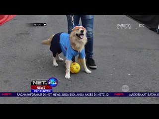 Download Video: Adu Fashion dan Ketangkasan Anjing di Fashion Show Anjing Yogyakarta - NET 24