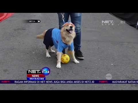 Adu Fashion dan Ketangkasan Anjing di Fashion Show Anjing Yogyakarta - NET 24