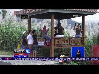 Wisata Bunga Tebu di Kulenprogo - NET 12