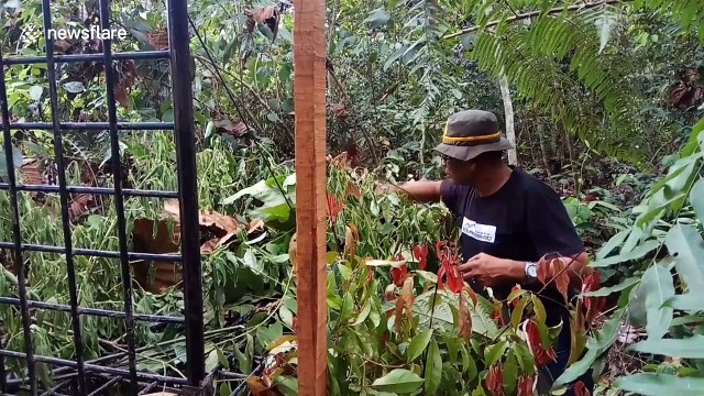 Authorities install trap to catch critically endangered Sumatran tiger