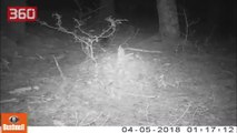 Kafshët e rralla në parkun shqiptar, çfarë kanë kapur kamerat kurth në malin e Tomorrit (360video)