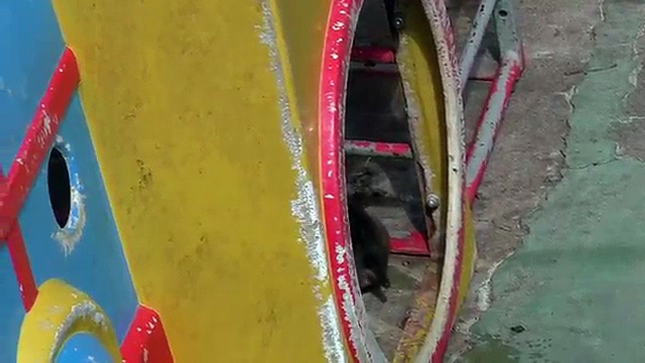 Baby monkey a few months old on - 04142018