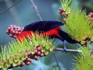 David Attenborough - Az Élet Megpróbáltatásai - 03