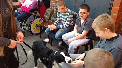 Tournai: Opus, le chien qui rend le sourire aux résidents des homes 2