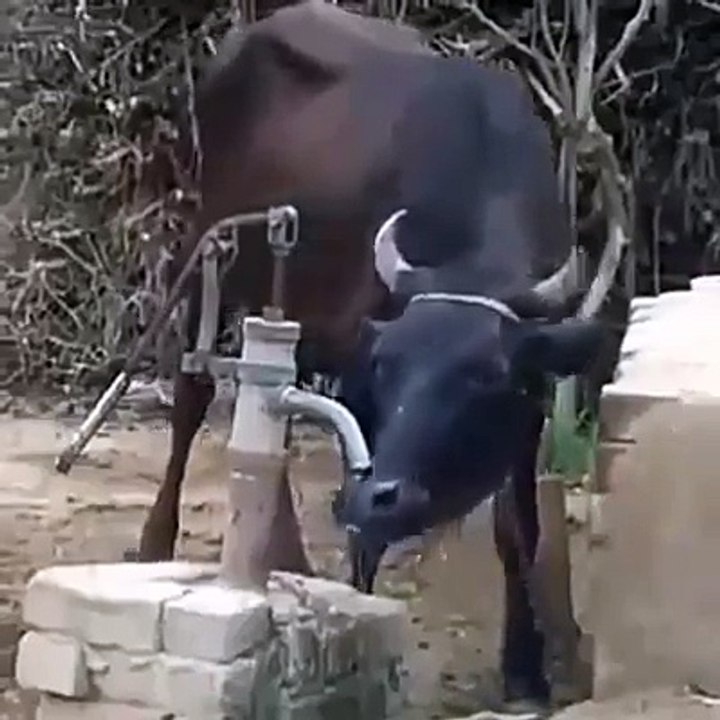 Hot summer cool buffalo