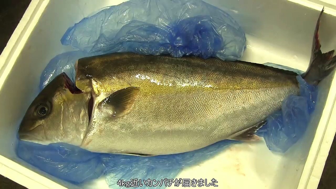 4kgのカンパチのさばき方～身の熟成と握り寿司になるまで～ 寿司屋の仕込み　how to fillet a Amberjack and make sushi