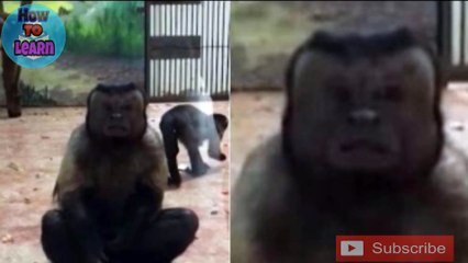 इस बंदर को देख आप भी खा जाएंगे धोखा, हू-ब-हू लगता है इसान