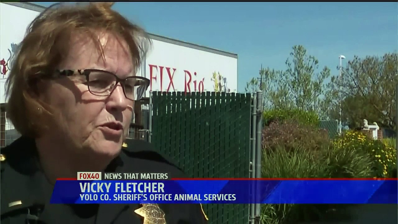 Authorities Investigating Disturbing Animal Cruelty Case After Pitbulls Found in Poor Condition