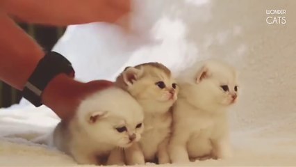 Cute cute very cute kittens