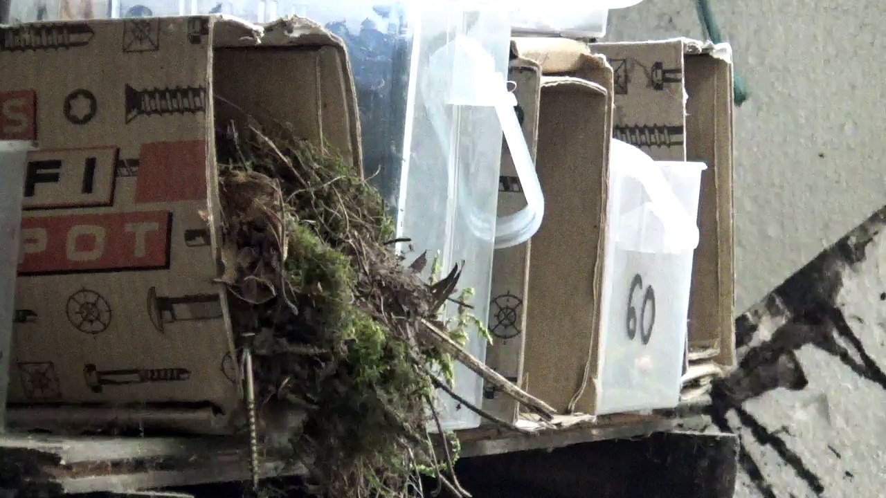 Rotkehlchen bekommt Futter