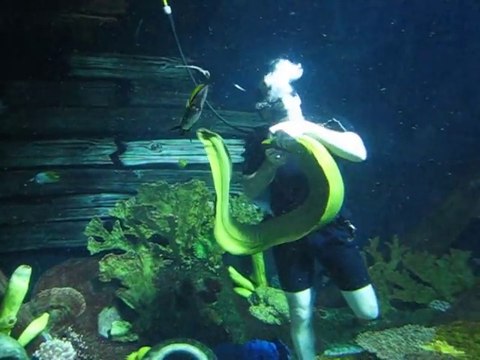 Ce plongeur joue avec une murène géante... Adorable