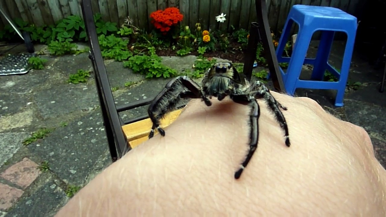 Une araignée sauteuse énorme.
