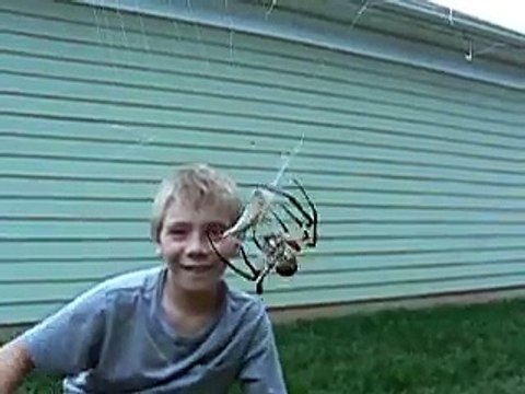 Une grosse araignée orbe est en train d'emballer son repas sous les yeux d'un enfant