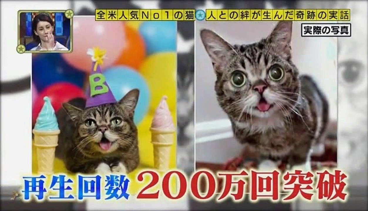 Lil Bub - Experience a Miracle
