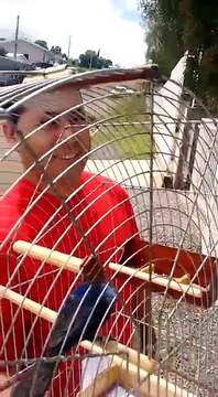 Azulão fibrado mete canto na mão mesmo