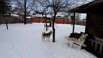 FIVE HUSKIES PLAY IN THE SNOW (And a Wiener Dog!)
