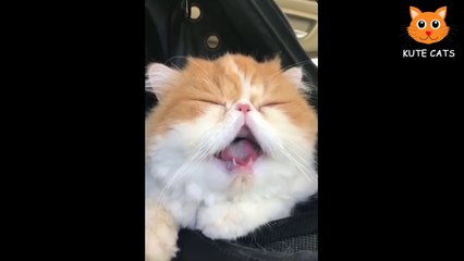 Cute cat be careful not to laugh