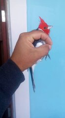 Cardeal cantando na mão esse não tem freio