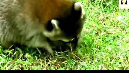 Fascinating Snake & Turtle Documentary 🐍🐢 | Nature’s Reptile Secrets