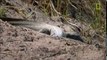 Snake Documentary ► Animals Documentary - LION FAIL! TRIPS & FALLS INTO RAVINE lions - crocs -