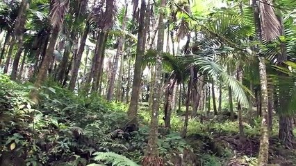 5 Incredible UNDERGROUND CREATURE SIGHTINGS & Encounters