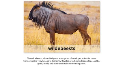 Different Types of Animals