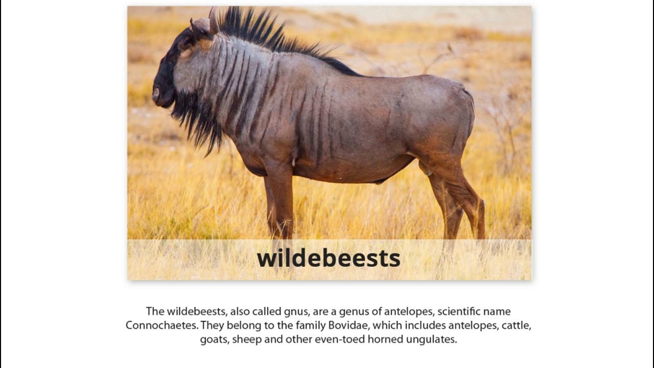 Different Types of Animals