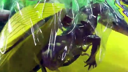 Download Video: Reino Animal: insetos de brinquedo, sapo, escorpiao, gafanhoto, lagarto