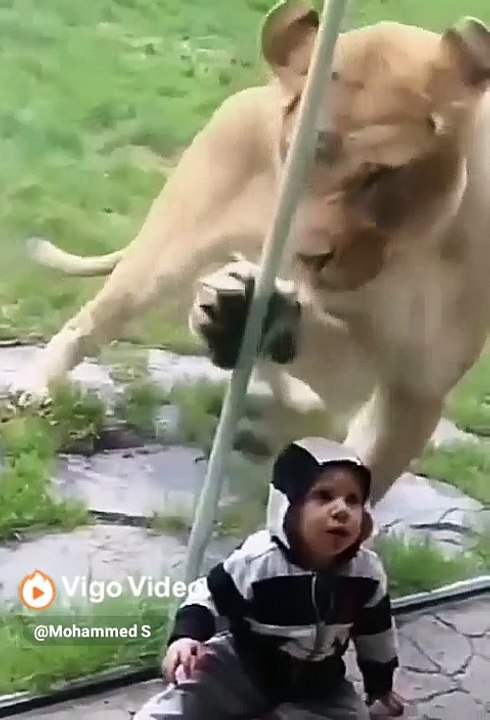 Lion Vs Children