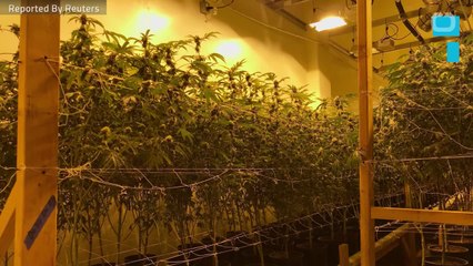 U.S. Marijuana Friends And Foes Cautious