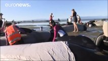 Continúan las labores para salvar el mayor número posible de ballenas varadas en una playa de…