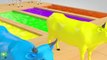 Cow Transporter Truck - Cow Race Water Slides - 3D Nursery Rhymes - Songs F
