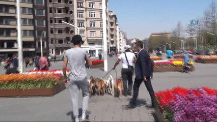 Taksim’de tedbir almadan köpekleri birbirine bağlayan vatandaş pes dedirtti
