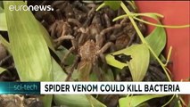El veneno de algunas arañas tiene propiedades medicinales