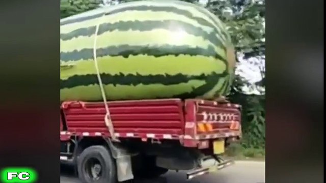 Ultimate FUNNY Videos & Crazy Clips ★ pt.2 ★ Best of the Year 2016 Compilation ★ FailCity