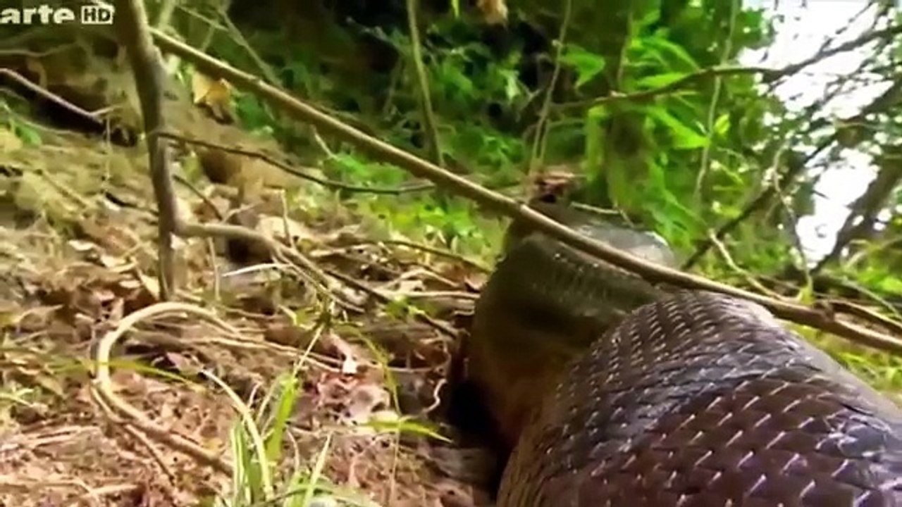Most Deadliest Amazon Creatures
