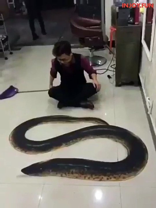 Funny snake