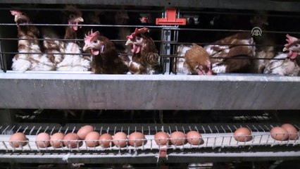 Yumurta kodunda yarın son gün - BALIKESİR