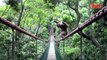 Ce gibbon fait l'équilibriste sur un pont de corde...