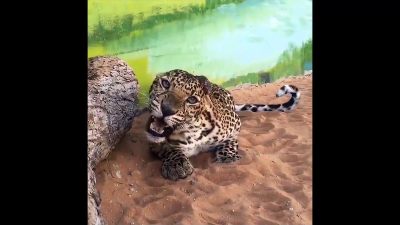 Cette panthère est magnifique et terrifiante à la fois