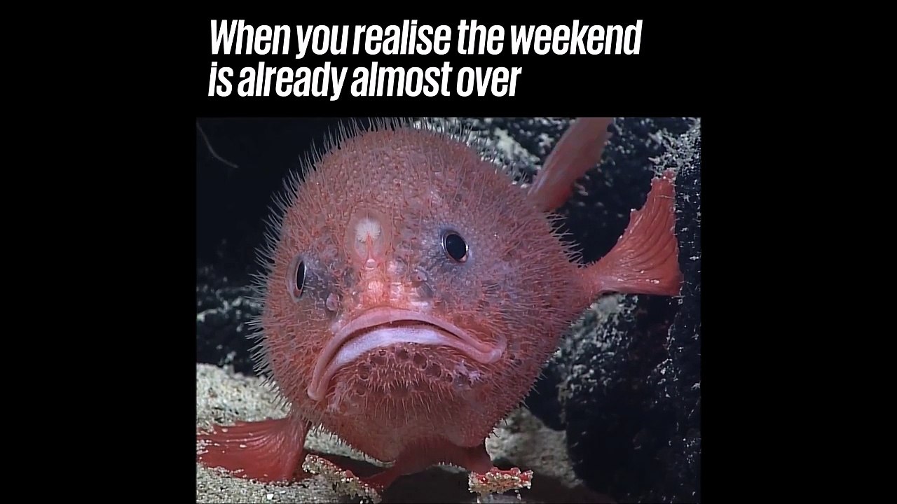 Quand tu te rends compte que le week-end est fini...