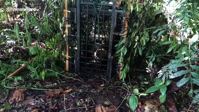 Indonesian authorities trap critically endangered Sumatran tiger
